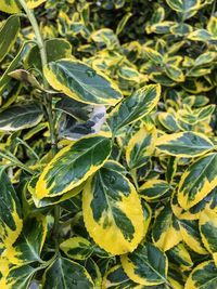 Full frame shot of leaves