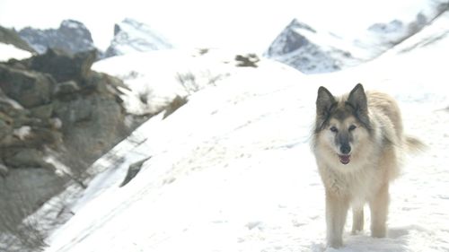 Dog on snow covered mountain