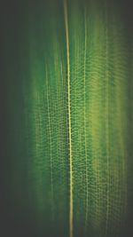 Close-up of green leaf