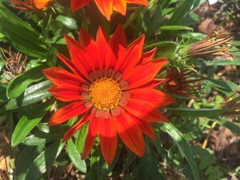 Close-up of red flowers blooming outdoors