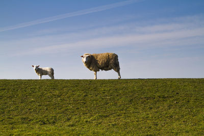 Sheep standing on field against sky