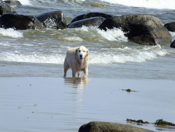 Dog on beach