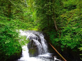 River flowing through forest