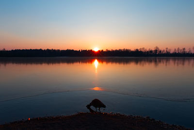 Silhouette dog by lake against sky during sunset