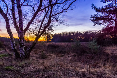 Bare trees on field against sky during sunset