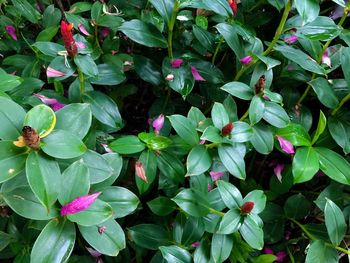 High angle view of pink flowering plants