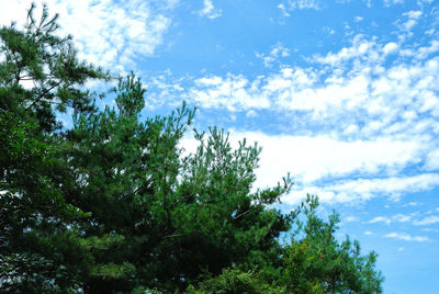Nature scenery with trees and sky