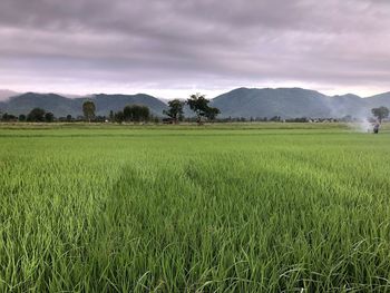 Scenic view of agricultural field against sky