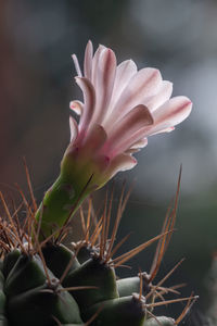 Close-up of succulent plant