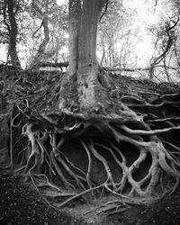 Tree roots on field