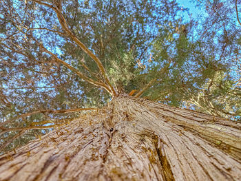 Low angle view of pine tree