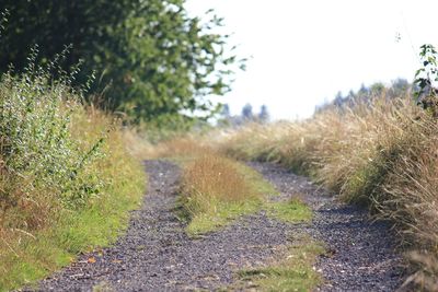 Footpath amidst plants and trees on field against sky