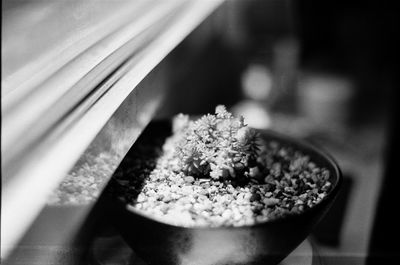 Close-up of potted plant on table