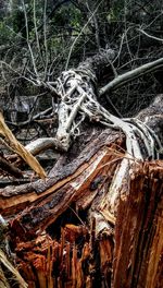 Close-up of tree roots in forest