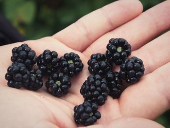 Cropped image of hand holding blackberries