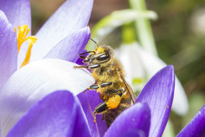 Close-up of bee pollinating on purple flower