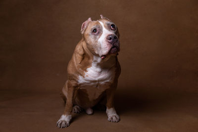 Portrait of dog looking away