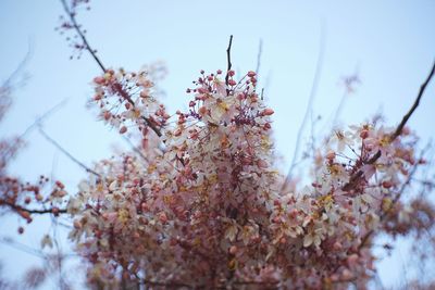 Low angle view of flowers on branch