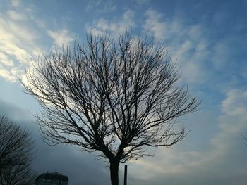 Close-up of tree against sky