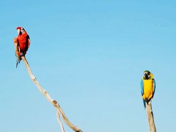 Close-up of bird perching on branch against blue sky