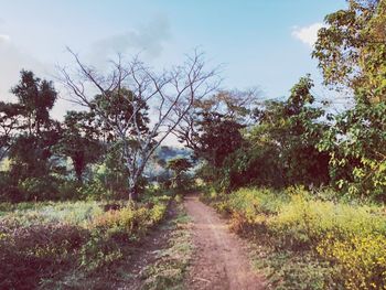 Trees on landscape against sky
