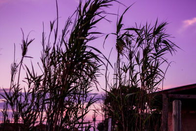 Close-up of silhouette plants against sunset sky