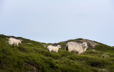 View of sheep on a field