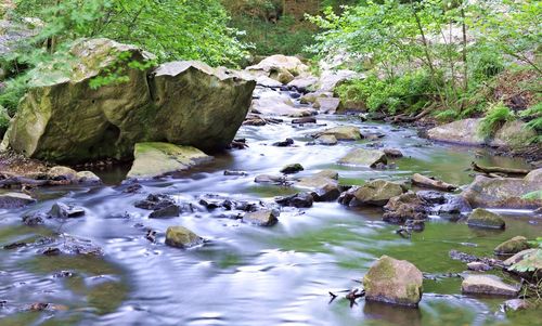 River flowing through forest