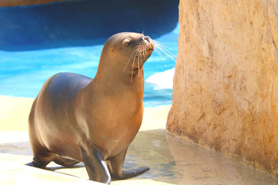 Close-up of sea lion