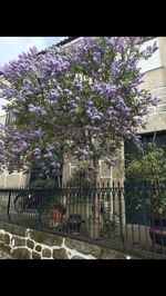 View of flowering plants against building