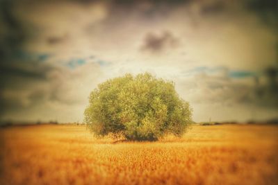 Trees growing on field against sky