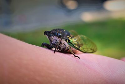 Close-up of insect on arm