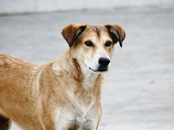 Portrait of dog looking away