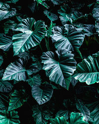 Closeup nature view of green leaf background, dark wallpaper concept, tropical leaf