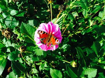 Butterfly pollinating flower