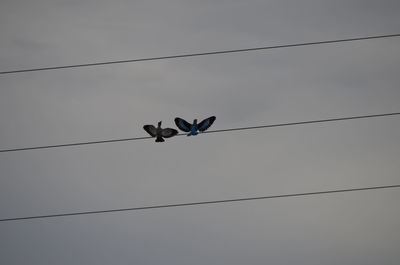 Low angle view of power lines