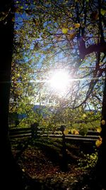 Sun shining through trees in park