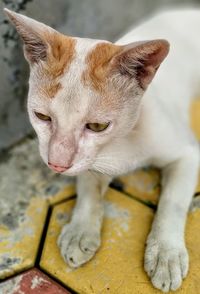 Close-up of a cat looking away