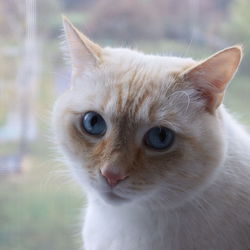 Close-up portrait of a cat