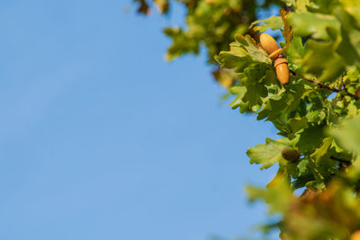 Low angle view of flowering plant against blue sky