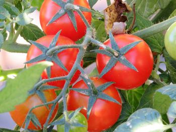 Close-up of red berries growing on tree