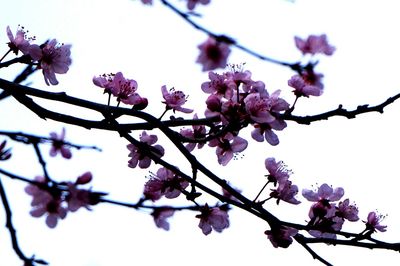Low angle view of cherry blossom