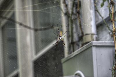 Close-up of spider on web