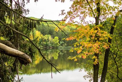 Reflection of trees in calm lake