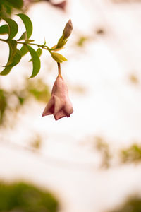 Close-up of flowering plant against blurred background