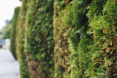 Close-up of moss growing on tree trunk