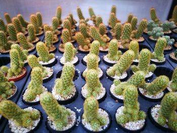 Full frame shot of potted plants