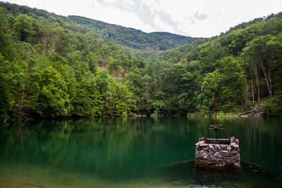 Scenic view of lake in forest