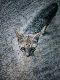 High angle portrait of tabby cat