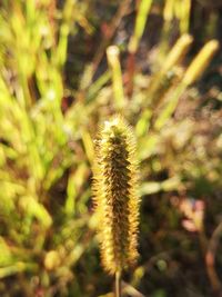 Close-up of flowering plant on field